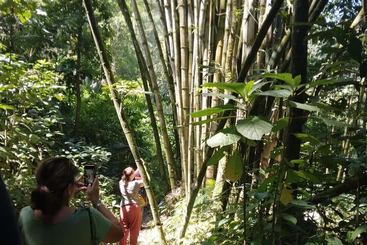 Yogyakarta Countryside Walking Tour: Agroforestry Walk Near Mount Merapi photo 6