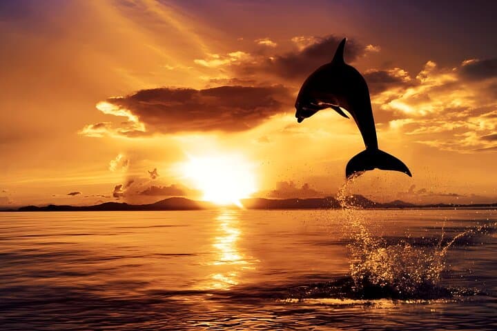 Lovina Sunrise Dolphin Watching & North Bali Day Tour — Lovina, Tamblingan & Ulun Danu
