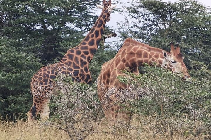 Explore Nairobi National Park and Giraffe Centre: A Unique City Safari Experience photo 2