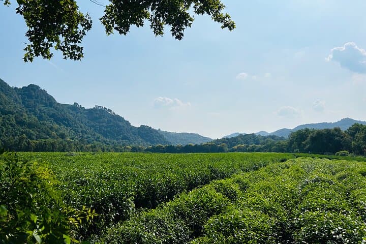 Half-Day Hangzhou: Lingyin Temple & West Lake Private Tour photo 4
