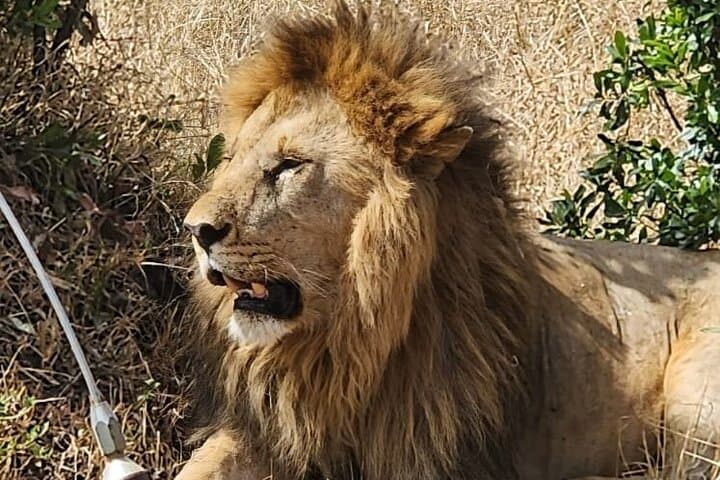 Explore Nairobi National Park and Giraffe Centre: A Unique City Safari Experience photo 3