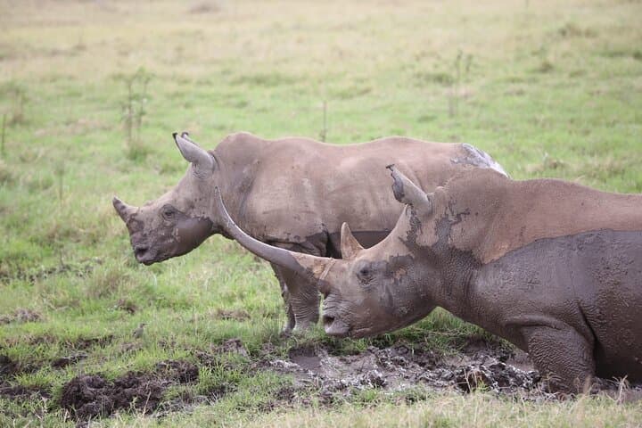 Explore Nairobi National Park and Giraffe Centre: A Unique City Safari Experience photo 4