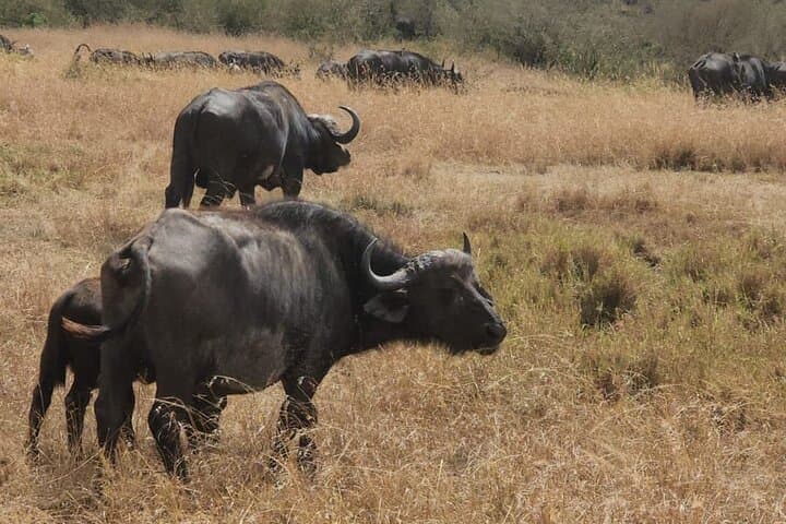Explore Nairobi National Park and Giraffe Centre: A Unique City Safari Experience photo 5