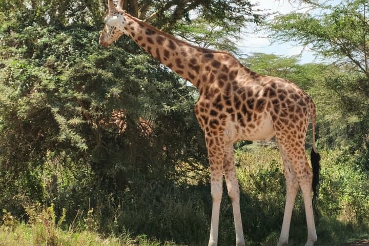 Explore Nairobi National Park and Giraffe Centre: A Unique City Safari Experience photo 6