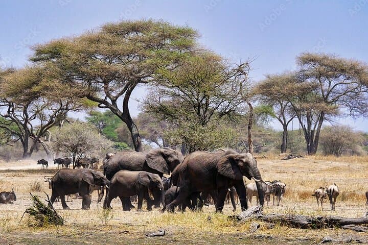 Tarangire to Ngorongoro: 2-Day Private Safari from Arusha photo 3