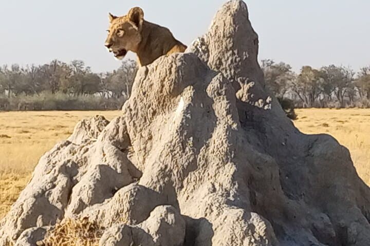 4-Day Mobile Tented Camping Safari in Savute and Chobe Riverfront photo 4