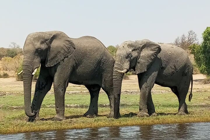 4-Day Mobile Tented Camping Safari in Savute and Chobe Riverfront photo 5