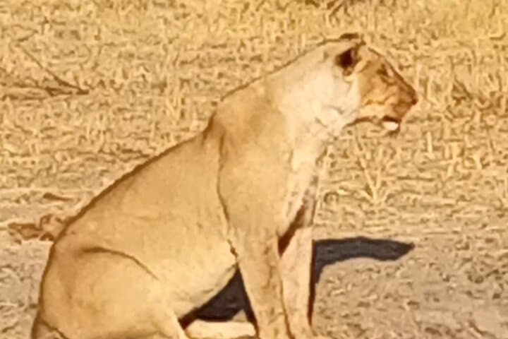 4-Day Mobile Tented Camping Safari in Savute and Chobe Riverfront photo 6