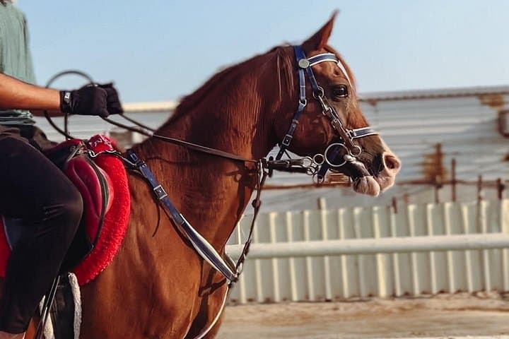 Sealine Desert Private Horseback Ride: Arabian Horses Near Doha photo 2