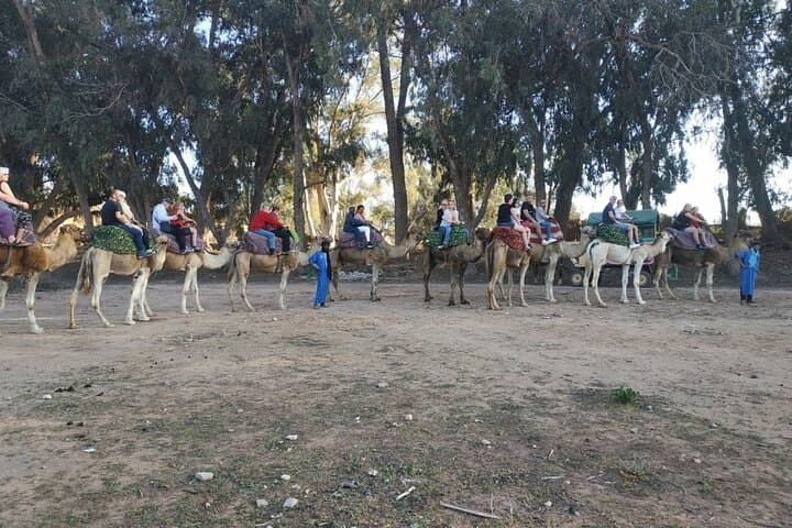 Sunset Camel Ride and BBQ Along Agadir's Souss River photo 6
