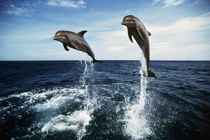 Sunrise Dolphin Watching in Lovina Beach — Day Tour to Gitgit, Bedugul & Ulun Danu