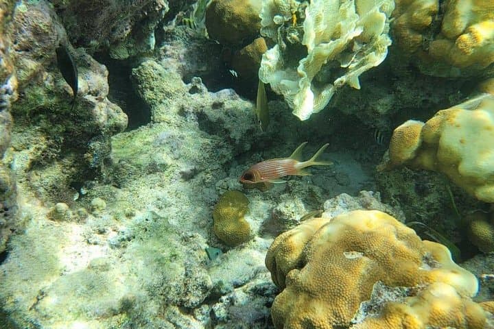 Jet Ski Snorkeling on Ambergris Caye: 3-Hour Guided Tour to the Belize Barrier Reef photo 4