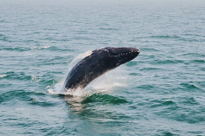 Cabo Combo: Whale Watching, Arch Views, Beach Time and Downtown Shopping
