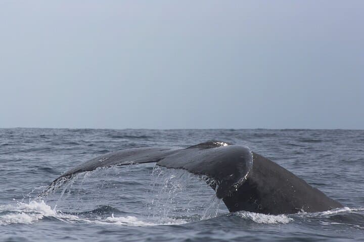 Cabo Combo: Whale Watching, Arch Views, Beach Time and Downtown Shopping photo 4