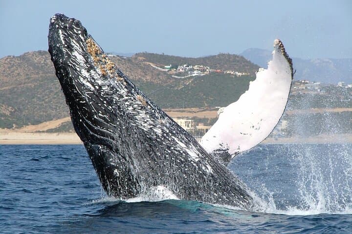 High-Speed RIB Whale Watching in Cabo San Lucas photo 2