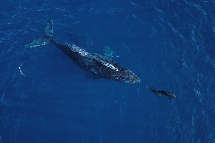 High-Speed RIB Whale Watching in Cabo San Lucas photo 3