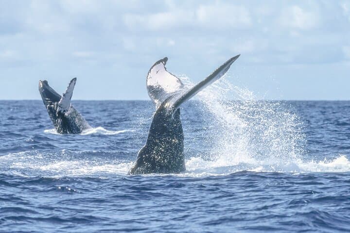 High-Speed RIB Whale Watching in Cabo San Lucas photo 4
