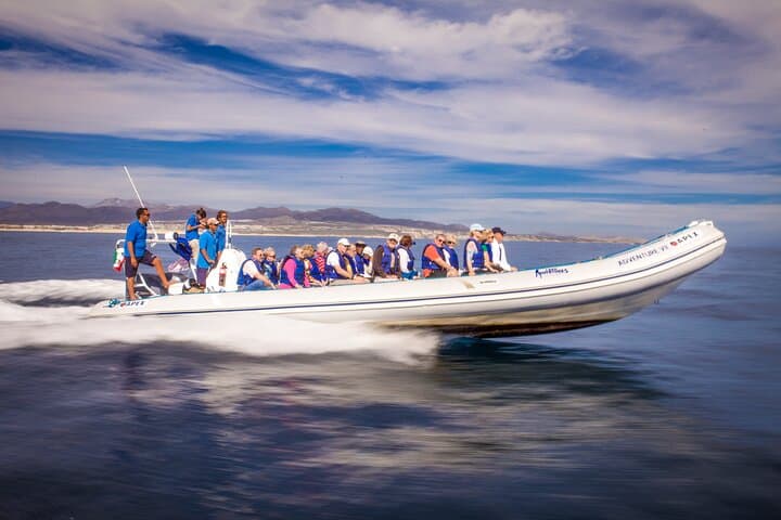 High-Speed RIB Whale Watching in Cabo San Lucas photo 5