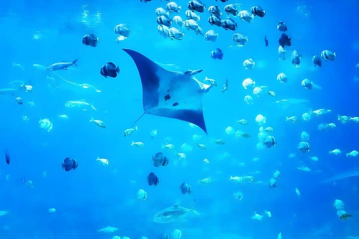 Nusa Penida Snorkeling and Kelingking Beach Day Trip from Bali photo 3
