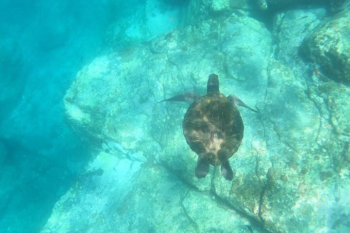 Tenerife Kayak & Snorkel Safari — Paddle to Pal Mar Cave and Spot Dolphins photo 5