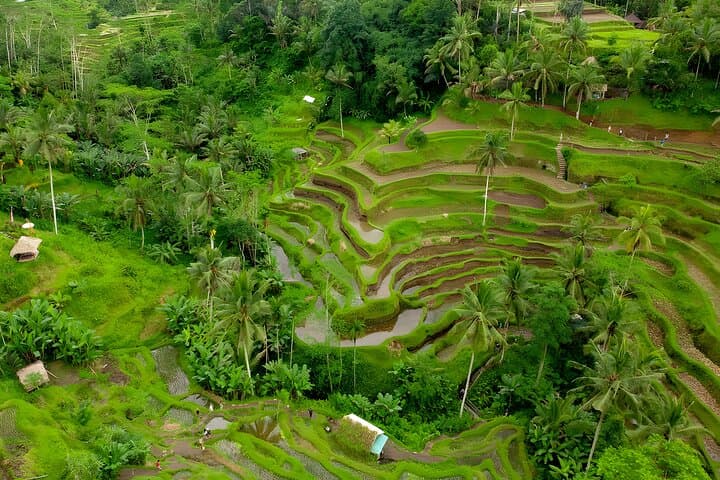 Bali Swing and Ubud Waterfall Day Tour — Monkey Forest, Tegalalang & Palace photo 2