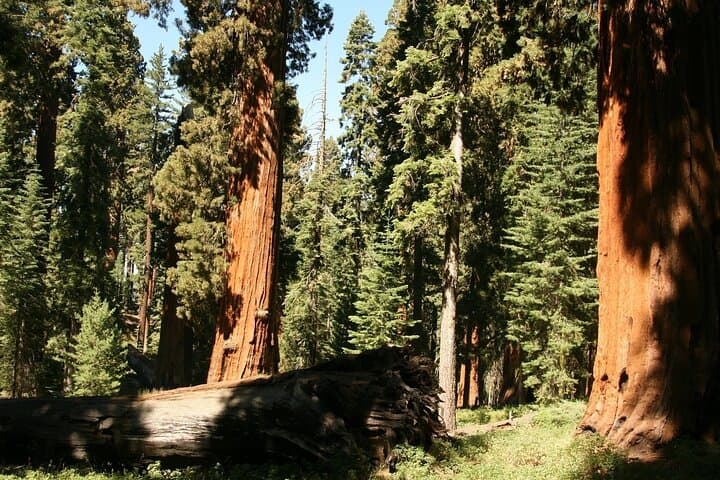 Private Day Tour to Yosemite's Natural Wonders from San Jose photo 4