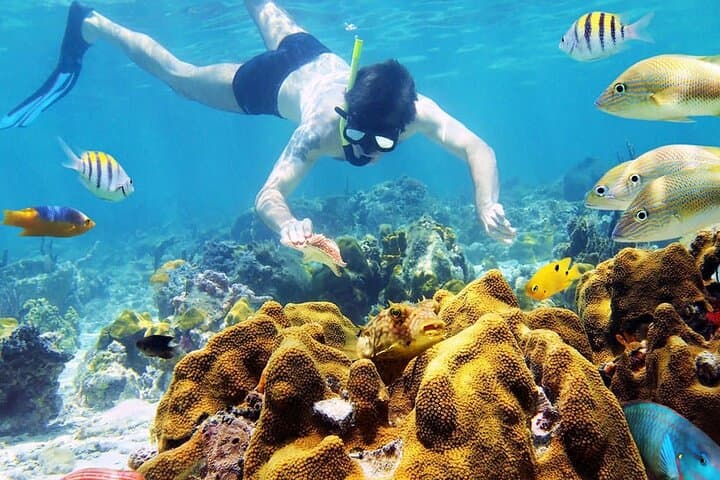 Nha Trang Coral Reef Snorkel and Mud Bath Day Tour