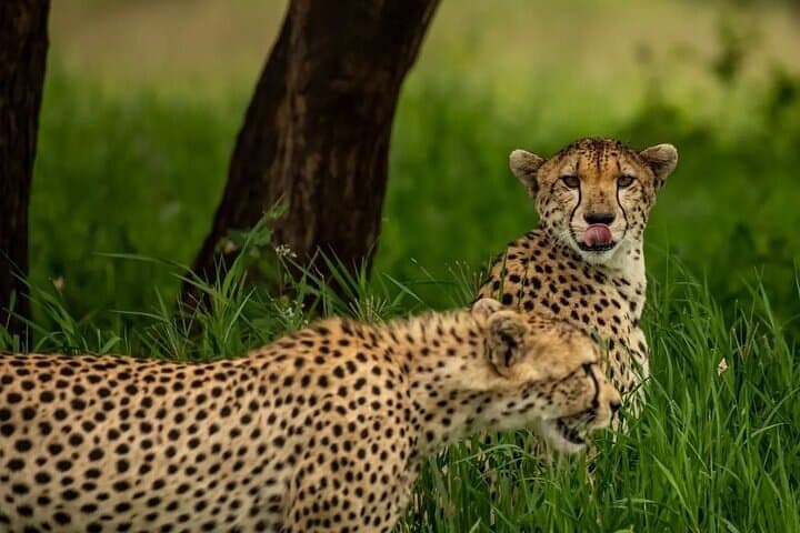 Big Five Luxury 7-Day Safari from Arusha: Serengeti, Ngorongoro & Tarangire photo 4