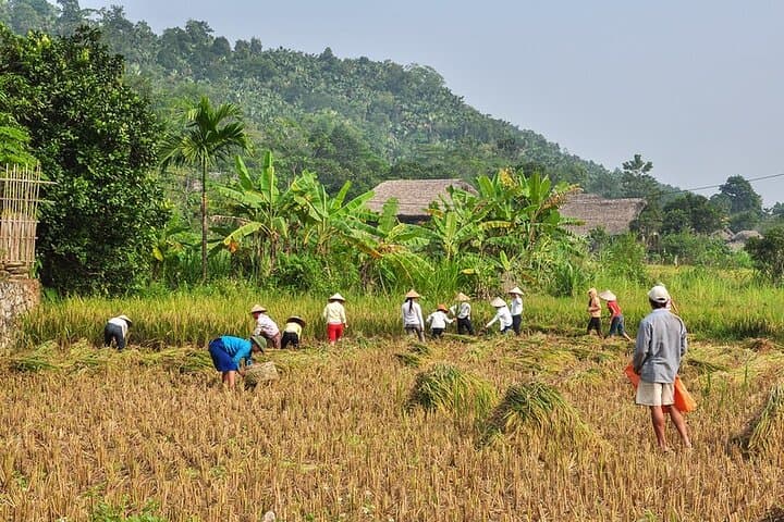 4-Day Hoang Su Phi Trek: Terraced Rice Fields & Dao Homestay Adventure photo 2