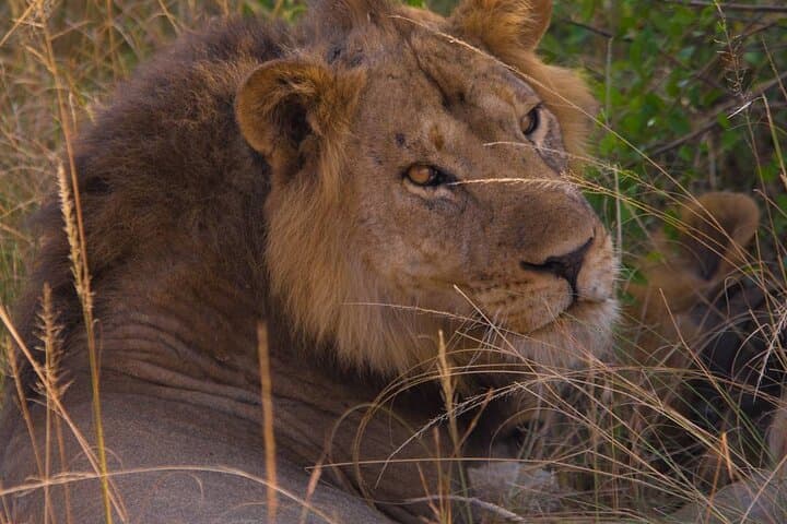 Uganda 7-Day Mid-Range Safari: Gorilla & Chimp Trekking, Game Drives and Kazinga Boat Cruise