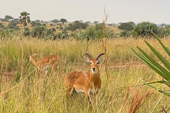 Uganda 7-Day Mid-Range Safari: Gorilla & Chimp Trekking, Game Drives and Kazinga Boat Cruise photo 2