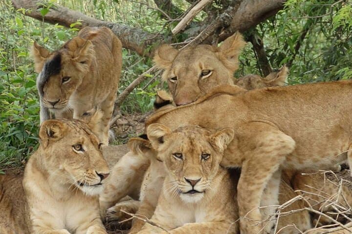 Uganda 7-Day Mid-Range Safari: Gorilla & Chimp Trekking, Game Drives and Kazinga Boat Cruise photo 3