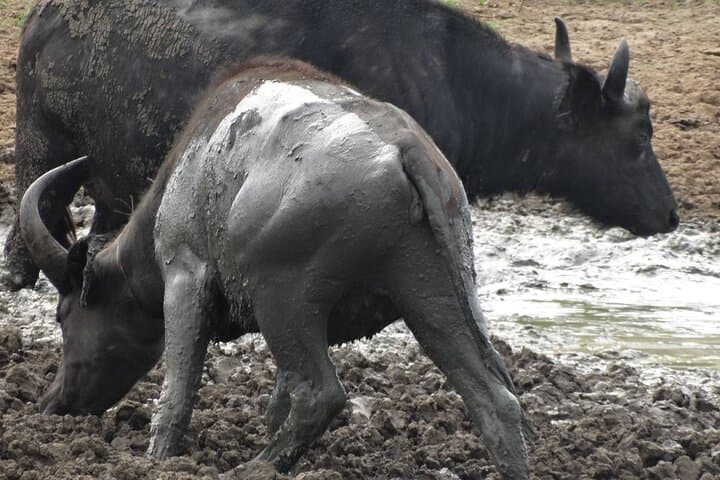 Uganda 7-Day Mid-Range Safari: Gorilla & Chimp Trekking, Game Drives and Kazinga Boat Cruise photo 4