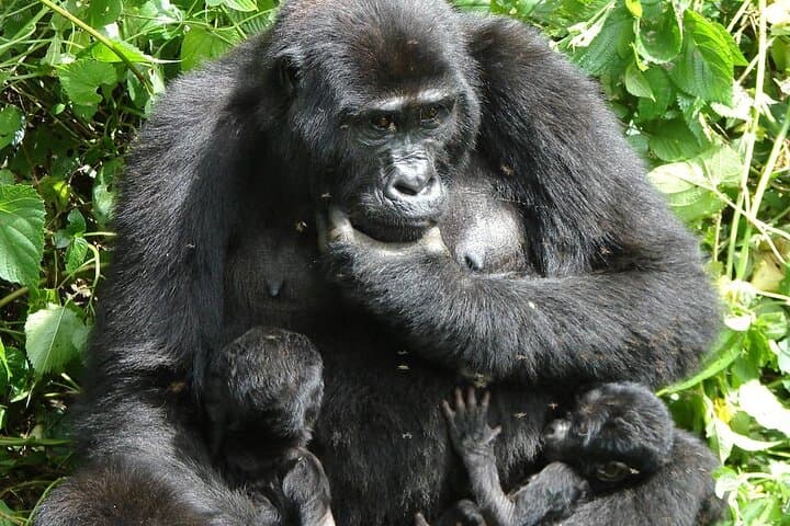 Uganda 7-Day Mid-Range Safari: Gorilla & Chimp Trekking, Game Drives and Kazinga Boat Cruise photo 6