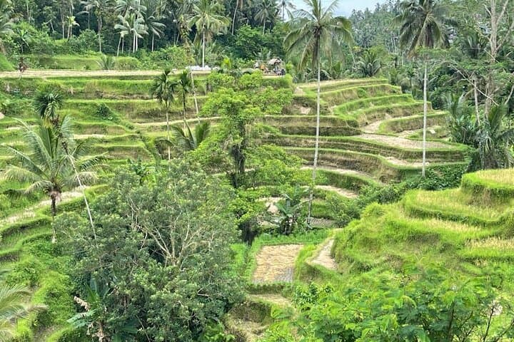 Ubud Hidden Waterfalls, Tirta Empul & Tegallalang — Private Day Tour photo 5