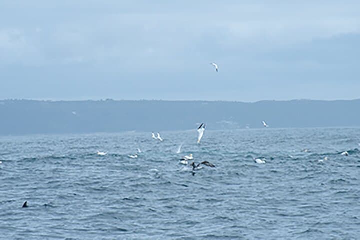 Nazaré Bird Safaris: Seabird Cruises to See Balearic Shearwater and Atlantic Puffins photo 1