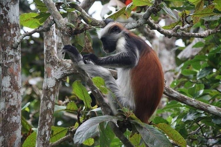 Full-Day Private Jozani Forest, Kuza Cave & Kae Sunset Beach Tour (Zanzibar) photo 4