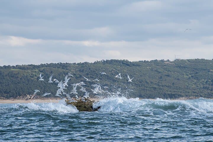 Nazaré Bird Safaris: Seabird Cruises to See Balearic Shearwater and Atlantic Puffins photo 2