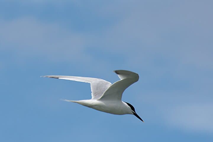 Nazaré Bird Safaris: Seabird Cruises to See Balearic Shearwater and Atlantic Puffins photo 3