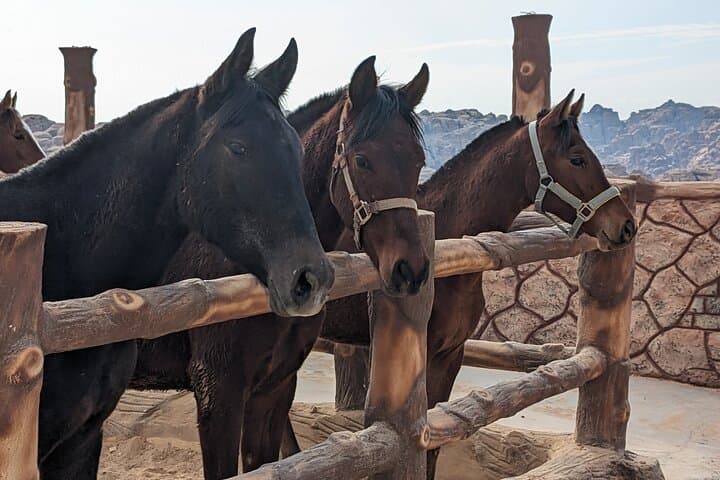 Little Petra Horseback Ride: Morning & Sunset Trail from Mountain Horse Stables photo 3