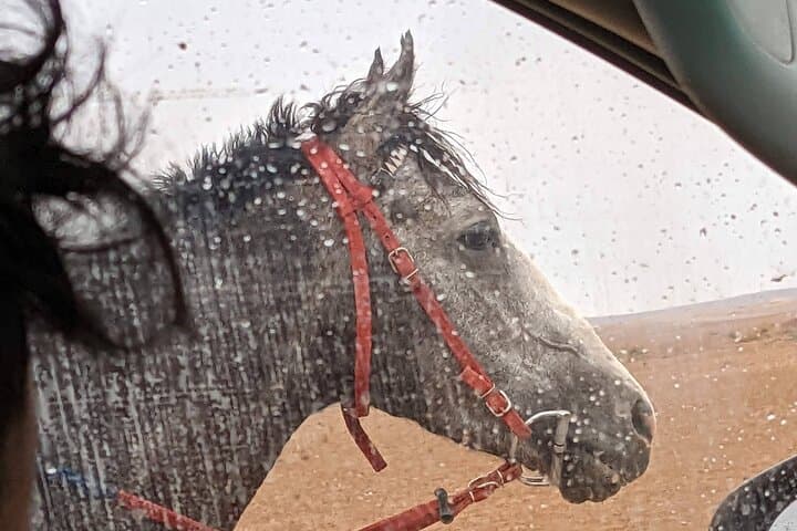 Little Petra Horseback Ride: Morning & Sunset Trail from Mountain Horse Stables photo 6