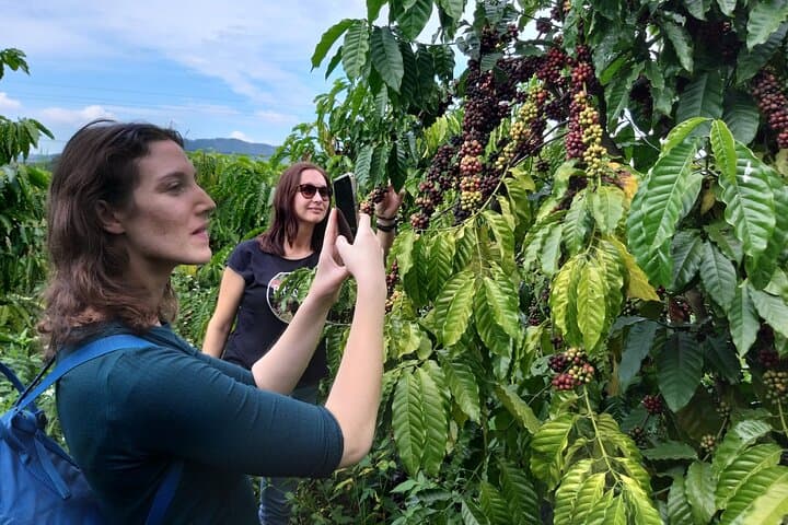 Da Lat Coffee, Wine & Tea Motorbike Tour — Cầu Đất Farms to Da Lat Winery photo 3