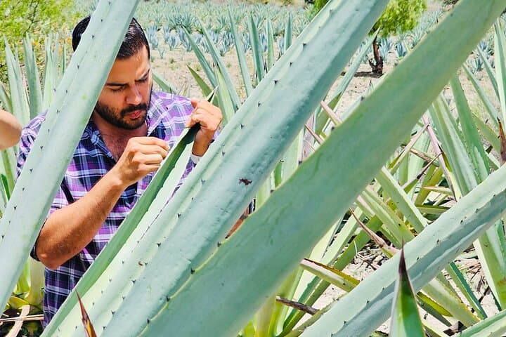 Barrel-Bus Mezcal & Pulque Tour in Oaxaca: Taste Agave Traditions Near Matatlán photo 6