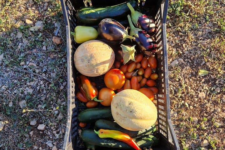 Hands-On Dalmatian Cooking Class on Brač: Farm-to-Table Experience photo 3