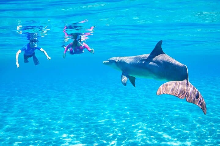 Hurghada Dolphin House Snorkeling Trip — Snorkel with Dolphins, Reefs & Buffet Lunch photo 4