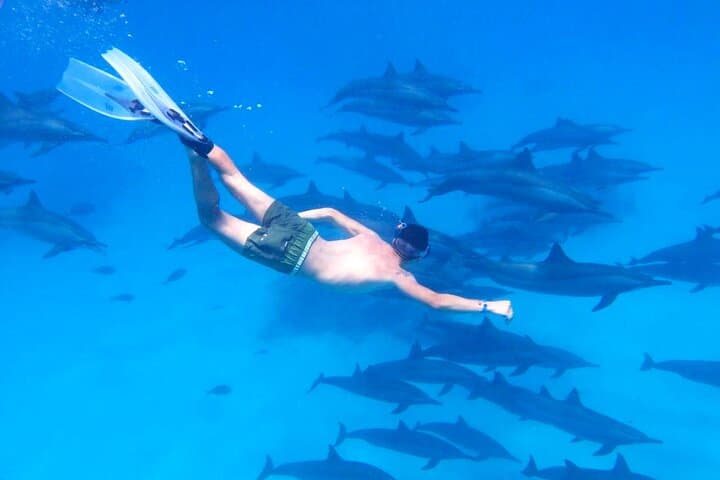 Hurghada Dolphin House Snorkeling Trip — Snorkel with Dolphins, Reefs & Buffet Lunch photo 2