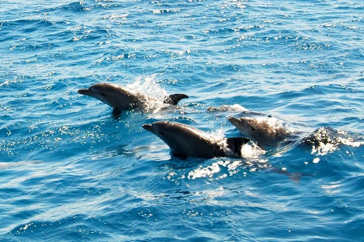 Hurghada Dolphin House Snorkeling Trip — Snorkel with Dolphins, Reefs & Buffet Lunch photo 3