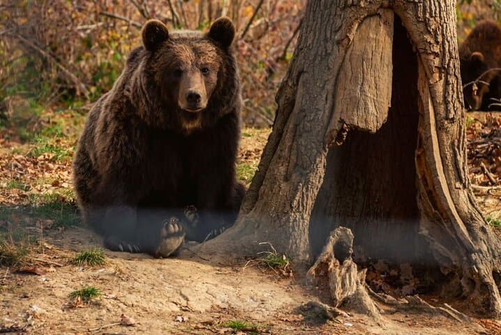 Bran Castle & Libearty Bear Sanctuary Day Tour from Bucharest
