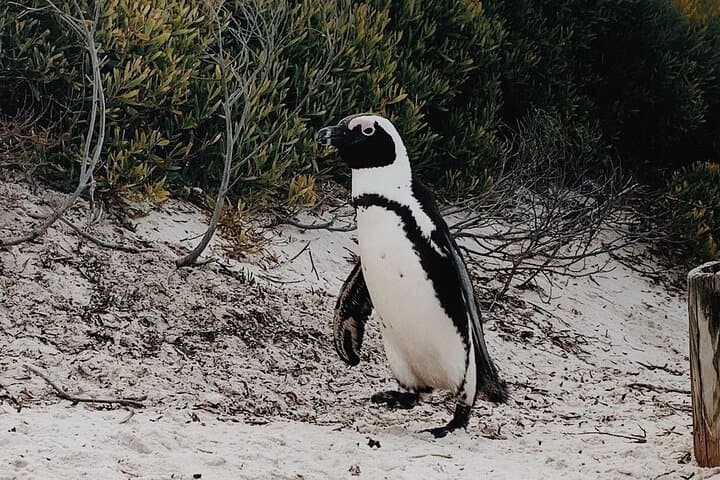 Full-Day Cape Point & Cape of Good Hope Small-Group Tour from Cape Town photo 4