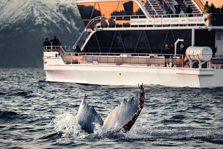 Silent Hybrid-Electric Whale Watching from Tromsø: Arctic Whale Safaris